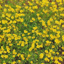 メルカドニア　花　苗　多年草　宿根草　鉢植え　プランター　ガーデニング　グランドカバー　花苗　可愛い　黄色い　小花 3枚目の画像