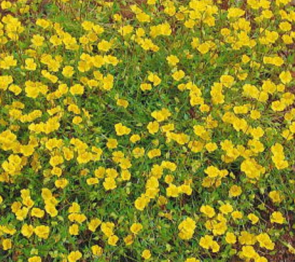 メルカドニア　花　苗　多年草　宿根草　鉢植え　プランター　ガーデニング　グランドカバー　花苗　可愛い　黄色い　小花 3枚目の画像