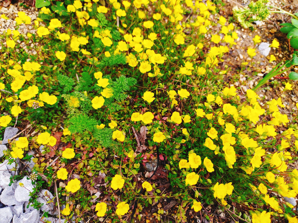 メルカドニア　花　苗　多年草　宿根草　鉢植え　プランター　ガーデニング　グランドカバー　花苗　可愛い　黄色い　小花 5枚目の画像