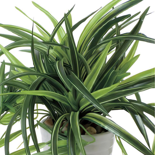 光触媒　人工観葉植物　フェイクグリーン　ウォールグリーン　クイーンアンレース 光触媒人工観葉植物フェイクグリーンウォールグリーンクイーン