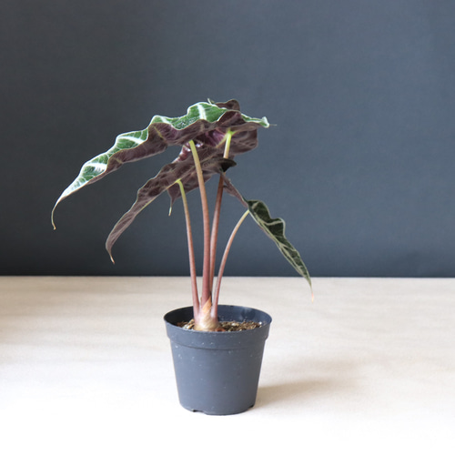 送料無料｜観葉植物｜アロカシア アマゾニカ｜観葉植物の苗