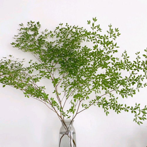 移植時期です！！90年物ドウダンツツジ　躑躅　10本セット　 信州産 ドウダンツツジ 80cm＊3本 着払 満天星躑躅 灯台躑躅 枝モノ 山