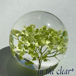 植物標本　ビバーナム　スノーボール　薄緑色　レジン　５センチ球体 7枚目の画像