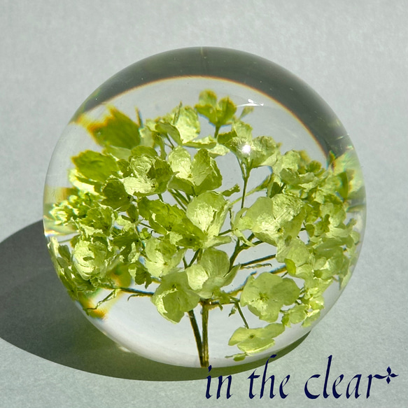 植物標本　ビバーナム　スノーボール　薄緑色　レジン　５センチ球体 5枚目の画像