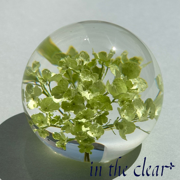 植物標本　ビバーナム　スノーボール　薄緑色　レジン　５センチ球体 6枚目の画像