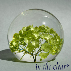植物標本　ビバーナム　スノーボール　薄緑色　レジン　５センチ球体 4枚目の画像