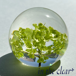 植物標本　ビバーナム　スノーボール　薄緑色　レジン　５センチ球体 2枚目の画像