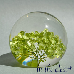 植物標本　ビバーナム　スノーボール　薄緑色　レジン　５センチ球体 9枚目の画像