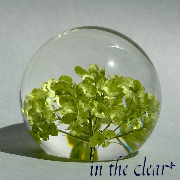 植物標本　ビバーナム　スノーボール　薄緑色　レジン　５センチ球体 8枚目の画像