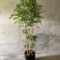 光触媒　人工観葉植物　ウォールグリーン　フェイクグリーン　トネリコ16573 4枚目の画像