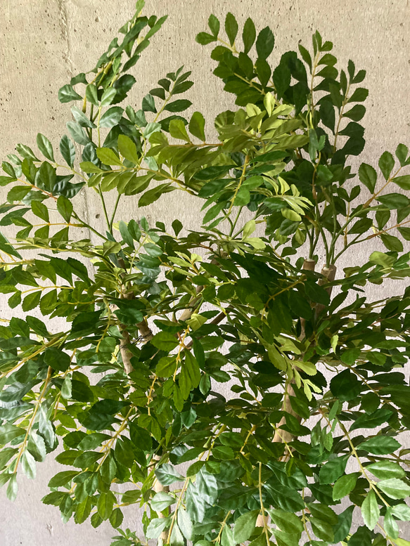 光触媒　人工観葉植物　ウォールグリーン　フェイクグリーン　トネリコ16573 5枚目の画像