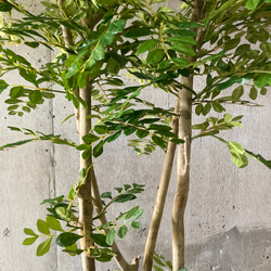 光触媒　人工観葉植物　ウォールグリーン　フェイクグリーン　トネリコ16573 6枚目の画像