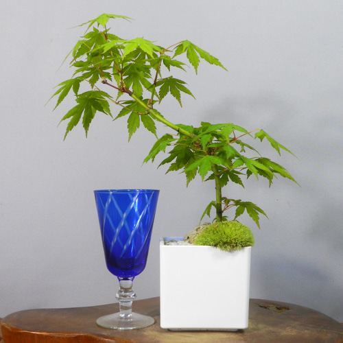 ☆ENGEI ichioki☆紅葉・もみじ・小品盆栽01◇形良好な一品です