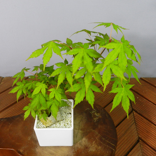 【一起園芸】紅葉・もみじ・寄せ樹盆栽◆葉は落票しています・形良好な一品です◆ ☆ENGEI ichioki☆紅葉・もみじ・小品盆栽01◇形良好な一品です