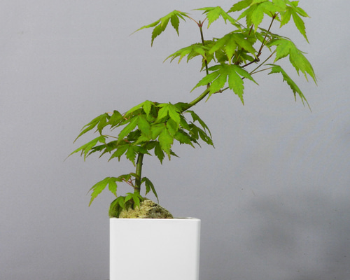 ☆ENGEI ichioki☆紅葉・もみじ・小品盆栽01◇形良好な一品です