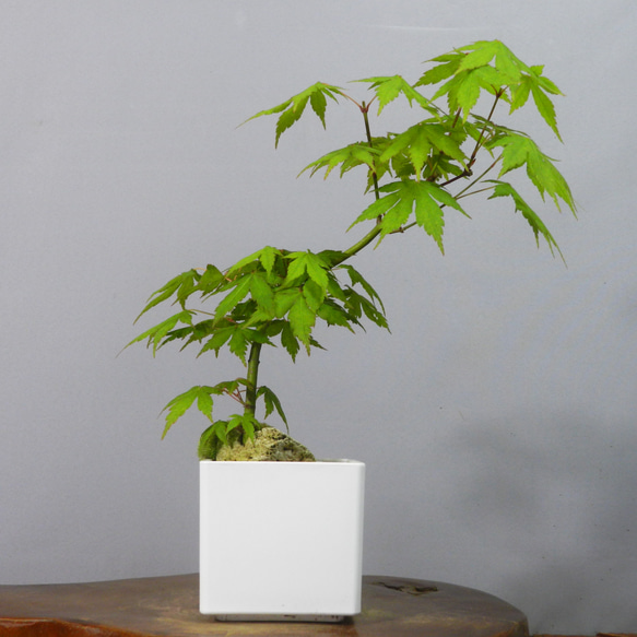 【一起園芸】紅葉・もみじ・寄せ樹盆栽◆葉は落票しています・形良好な一品です◆ ☆ENGEI ichioki☆紅葉・もみじ・小品盆栽01◇形良好な一品です