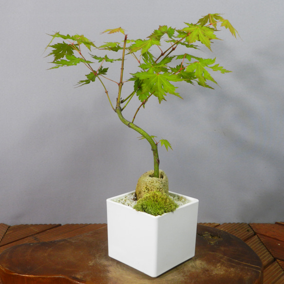 ☆ENGEI ichioki☆紅葉・もみじ・小品盆栽04◇形良好な一品です