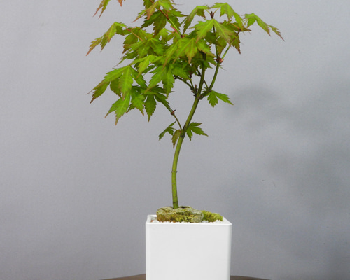 ☆ENGEI ichioki☆紅葉・もみじ・小品盆栽05◇形良好な一品です