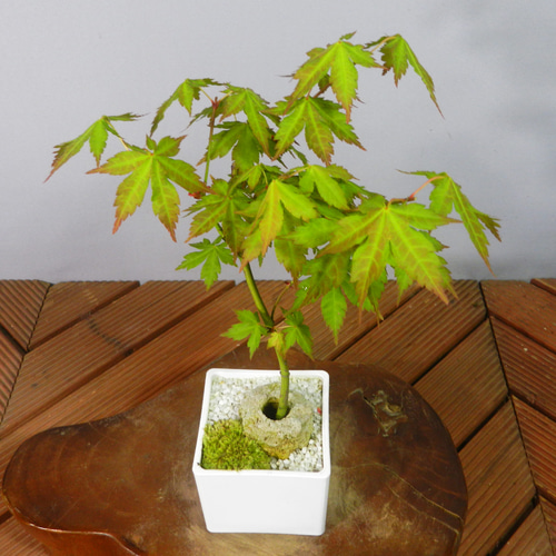 ☆ENGEI ichioki☆紅葉・もみじ・小品盆栽05◇形良好な一品です