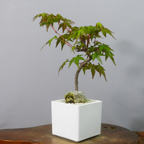【一起園芸】紅葉・もみじ・寄せ樹盆栽◆葉は落票しています・形良好な一品です◆ ☆ENGEI ichioki☆紅葉・もみじ・小品盆栽06◇形良好な一品です