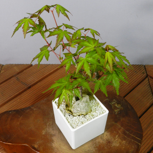 ☆ENGEI ichioki☆紅葉・もみじ・小品盆栽06◇形良好な一品です