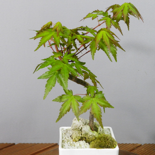 ☆ENGEI ichioki☆紅葉・もみじ・小品盆栽06◇形良好な一品です