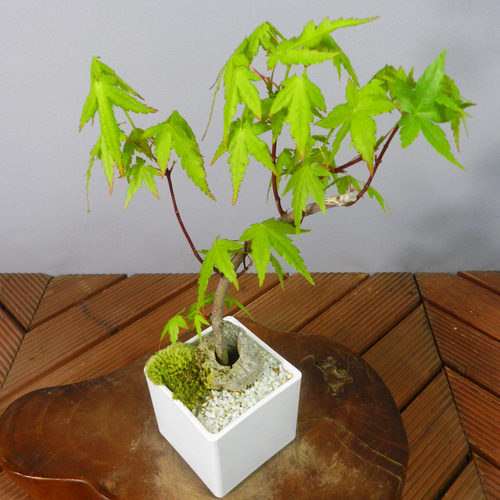 ☆ENGEI ichioki☆紅葉・もみじ・小品盆栽07◇形良好な一品です