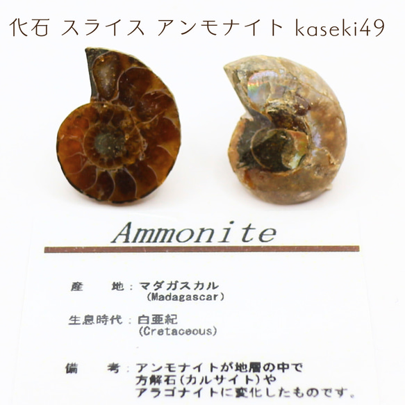 化石 スライス アンモナイト kaseki49 1枚目の画像