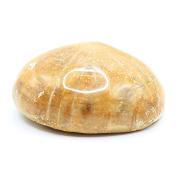 化石 海栗（ウニ） kaseki50 2枚目の画像