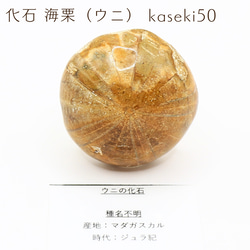 化石 海栗（ウニ） kaseki50 1枚目の画像