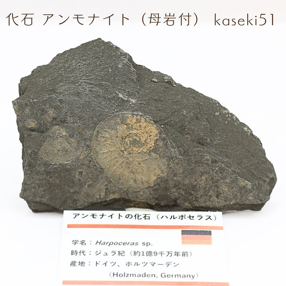 化石 アンモナイト（母岩付） kaseki51 1枚目の画像