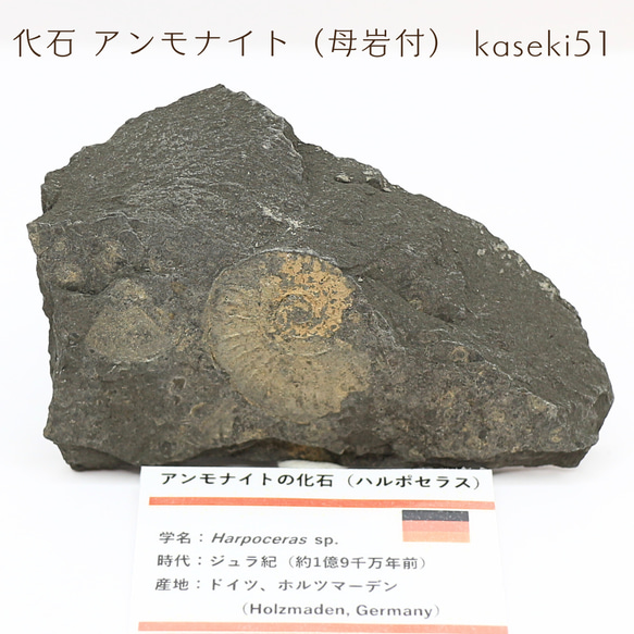 北海道産母岩付きアンモナイト群生化石 インテリアとしてもぜひ！母岩が台座として機能する北海道の白