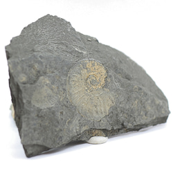 化石 アンモナイト（母岩付） kaseki51 2枚目の画像