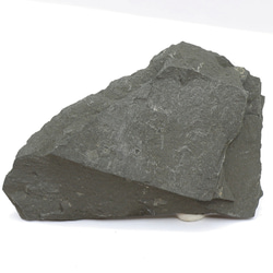 化石 アンモナイト（母岩付） kaseki51 3枚目の画像
