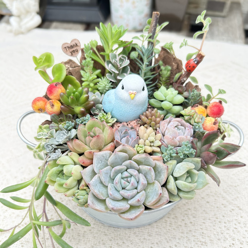 可愛い♡幸せの青い鳥さん♪多肉植物寄せ植え プレゼント 多肉植物