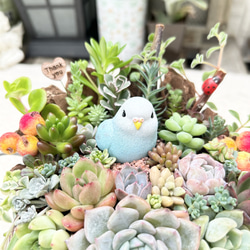 可愛い♡幸せの青い鳥さん♪多肉植物寄せ植え　プレゼント 2枚目の画像