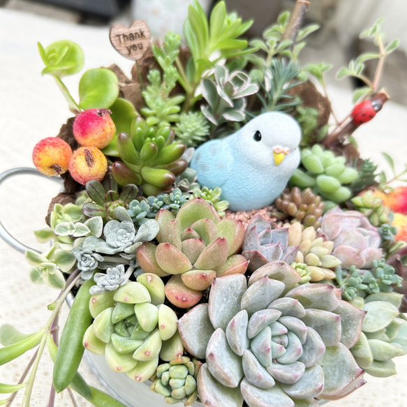 可愛い♡幸せの青い鳥さん♪多肉植物寄せ植え　プレゼント 3枚目の画像