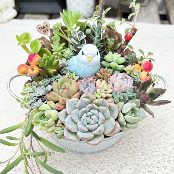 可愛い♡幸せの青い鳥さん♪多肉植物寄せ植え　プレゼント 1枚目の画像