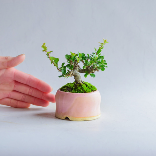 ❁母の日❁あんずさん 長寿梅 赤花 ミニ盆栽 自作鉢 盆栽 樹と花と
