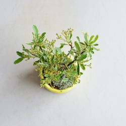 ❁母の日❁土筆（つくし）さん ピラカンサス  ミニ盆栽　自作鉢 4枚目の画像