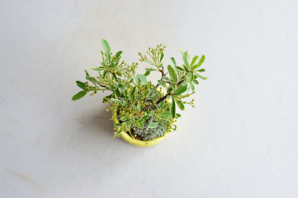 ❁母の日❁土筆（つくし）さん ピラカンサス  ミニ盆栽　自作鉢 4枚目の画像
