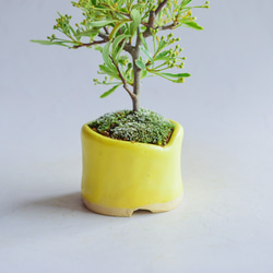 ❁母の日❁土筆（つくし）さん ピラカンサス  ミニ盆栽　自作鉢 3枚目の画像