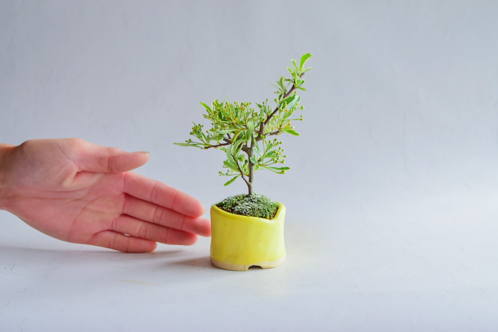 パールアカシア レンガ風石膏鉢植え 苗 ミモザ (開花♡アカシア パールアカシア レンガ風石膏鉢植え 苗 ミモザ (開花♡アカシア