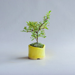 ❁母の日❁土筆（つくし）さん ピラカンサス  ミニ盆栽　自作鉢 2枚目の画像