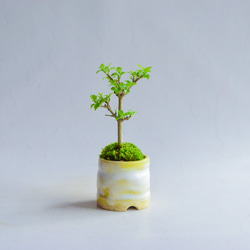 ❁⃘母の日❁⃘長月（ながつき）さん  匂い楓  ミニ盆栽　自作鉢 2枚目の画像