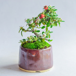 ❁母の日ちゃちゃさん カマツカコケモモ  ミニ盆栽　自作鉢 2枚目の画像