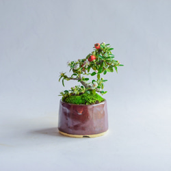 ❁母の日ちゃちゃさん カマツカコケモモ  ミニ盆栽　自作鉢 3枚目の画像