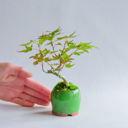 ❁母の日❁ひぐらしさん 山もみじ ミニ盆栽 自作鉢 盆栽 樹と花と 通販