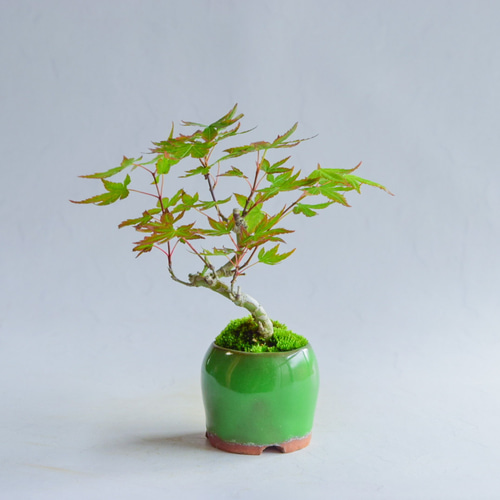 御蔵山　盆栽鉢　ミニ盆栽鉢 Yahoo!オークション -「御蔵」(鉢) (盆栽用具)の落札相場・落札価格