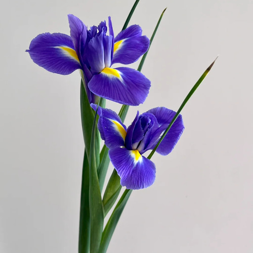 ご自宅用 旬の花 菖蒲(しょうぶ)5本【生花】 限定販売 子供の ご自宅用 旬の花 菖蒲(しょうぶ)5本【生花】 限定販売 子供の